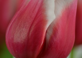 Tulipa Dutch Design (5)