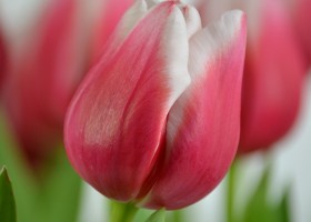 Tulipa Dutch Design (6)