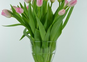 Tulipa Dynasty (1)