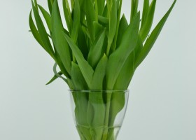 Tulipa Dynasty (3)