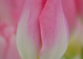 Tulipa Dynasty (4)
