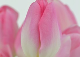 Tulipa Dynasty (5)