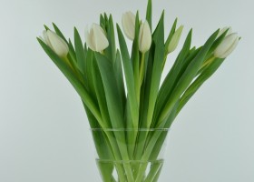 Tulipa Eskimo Chief (1)