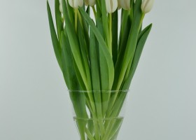 Tulipa Eskimo Chief (2)