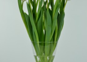 Tulipa Eskimo Chief (3)