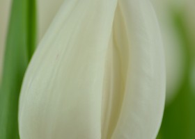 Tulipa Eskimo Chief (4)