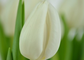 Tulipa Eskimo Chief (5)