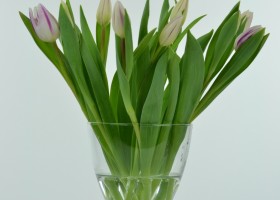 Tulipa Flaming Flag (1)