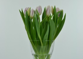 Tulipa Flaming Flag (2)
