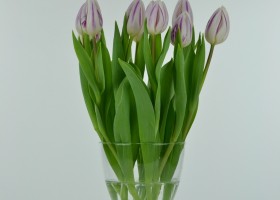Tulipa Flaming Flag (3)