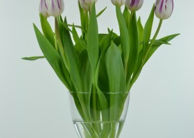 Tulipa Flaming Flag (4)