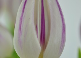 Tulipa Flaming Flag (5)