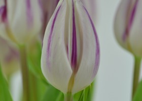 Tulipa Flaming Flag (6)