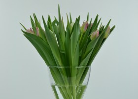 Tulipa Flash Point (1)