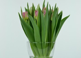 Tulipa Flash Point (2)