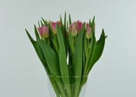 Tulipa Flash Point (3)