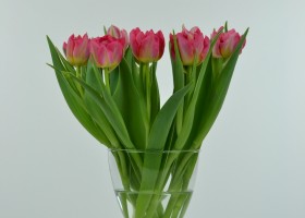 Tulipa Flash Point (4)