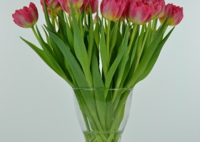 Tulipa Flash Point (5)