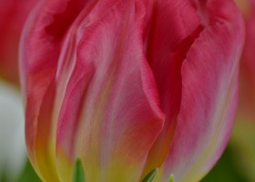 Tulipa Flash Point (6)