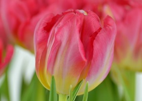 Tulipa Flash Point (7)