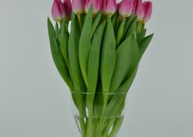 Tulipa Flyer (4)