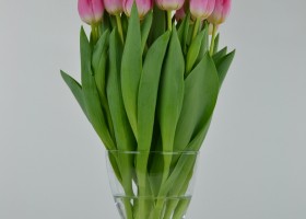 Tulipa Flyer (5)