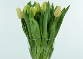 Tulipa Fun for Two (1)