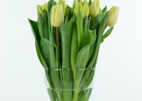 Tulipa Fun for Two (2)