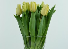 Tulipa Fun for Two (3)