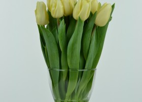 Tulipa Fun for Two (4)