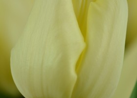 Tulipa Fun for Two (5)
