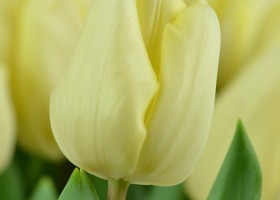 Tulipa Fun for Two (6)