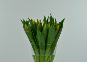 Tulipa Hennie van der Most (1)