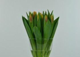 Tulipa Hennie van der Most (2)