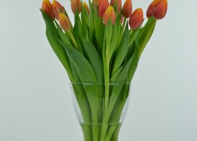 Tulipa Hennie van der Most (3)