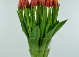 Tulipa Hennie van der Most (4)
