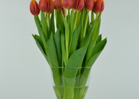 Tulipa Hennie van der Most (5)
