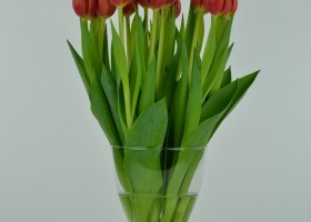 Tulipa Hennie van der Most (6)