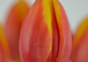 Tulipa Hennie van der Most (7)