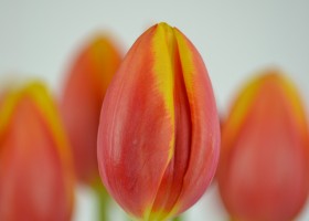 Tulipa Hennie van der Most (8)