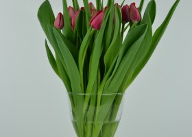 Tulipa Ile d'Orange (1)