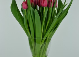 Tulipa Ile d'Orange (2)