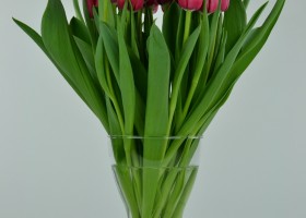 Tulipa Ile d'Orange (3)