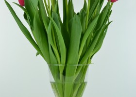 Tulipa Ile d'Orange (4)