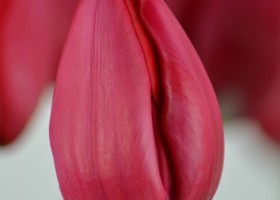 Tulipa Ile d'Orange (5)