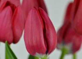 Tulipa Ile d'Orange (6)