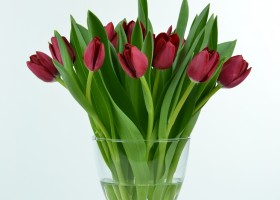 Tulipa Ile de France (1)