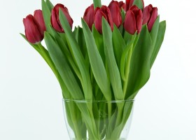 Tulipa Ile de France (2)