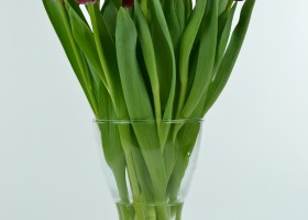 Tulipa Ile de France (3)