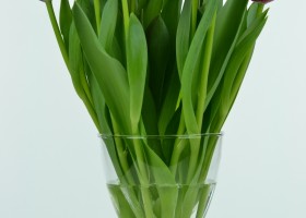 Tulipa Ile de France (4)